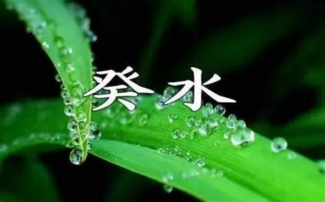 葵水命|葵水命怎么看 什么叫癸水命